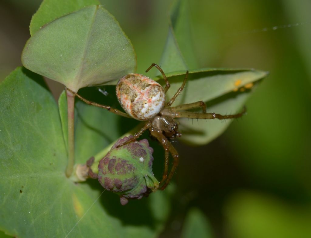 Metellina sp. (Tetragnathidae) ? S! - Grosseto
